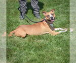Small #2 American Staffordshire Terrier-Boxer Mix