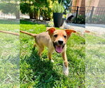 Small #1 Siberian Husky Mix