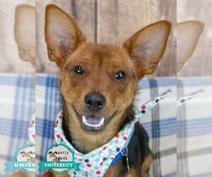 Chihuahua-Unknown Mix Dogs for adoption in Kennesaw, GA, USA