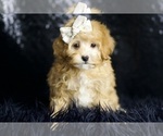 Small #2 Maltipoo