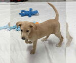 Small #2 Labrador Retriever Mix