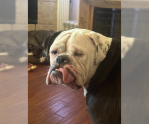 Bulldog Dogs for adoption in McKinney, TX, USA