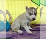 Small #6 Siberian Husky