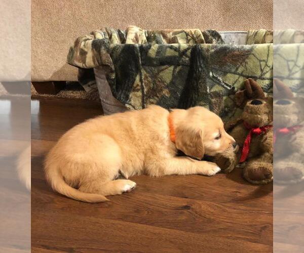 Medium Photo #3 Golden Retriever Puppy For Sale in FREDONIA, KS, USA
