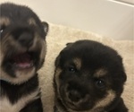 Small #5 Shiba Inu