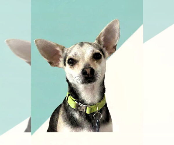 Medium Photo #1 Italian Greyhuahua Puppy For Sale in East Derry, NH, USA