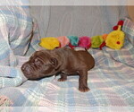 Small Photo #171 Great Dane Puppy For Sale in SPRAGGS, PA, USA