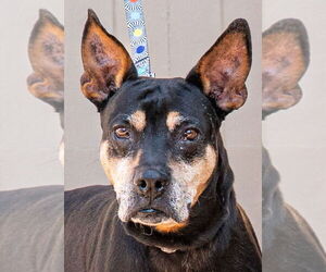 Doberman Pinscher-Unknown Mix Dogs for adoption in Lake Forest, CA, USA
