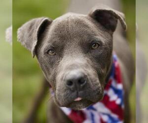 Staffordshire Bull Terrier Dogs for adoption in Rosenberg, TX, USA