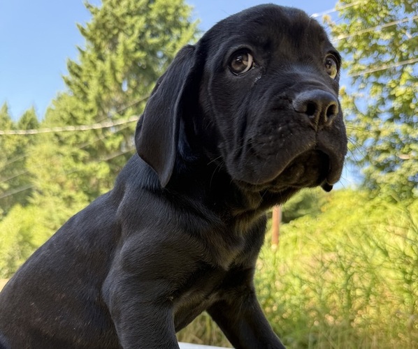 Medium Photo #3 Cane Corso Puppy For Sale in HILLSBORO, OR, USA
