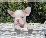 Small Photo #9 French Bulldog Puppy For Sale in CLINTON, NJ, USA