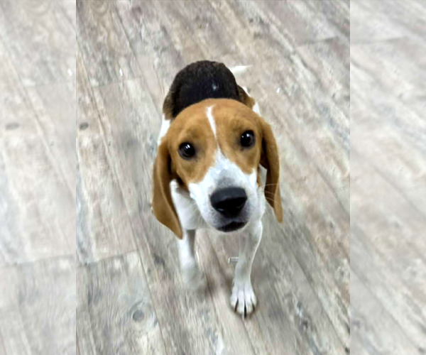 Medium Photo #10 Beagle Puppy For Sale in Murfreesboro, NC, USA