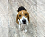 Small #9 Beagle