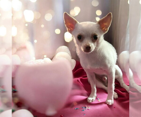 Medium Photo #6 Chihuahua-Unknown Mix Puppy For Sale in Bellingham, WA, USA