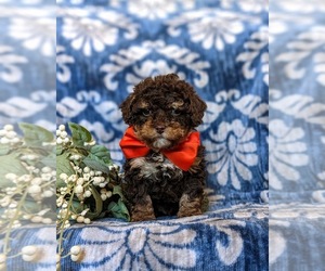 Poodle (Toy) Puppy for sale in KINZERS, PA, USA