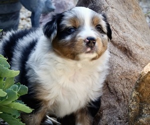 Miniature American Shepherd Puppy for sale in MENNO, SD, USA