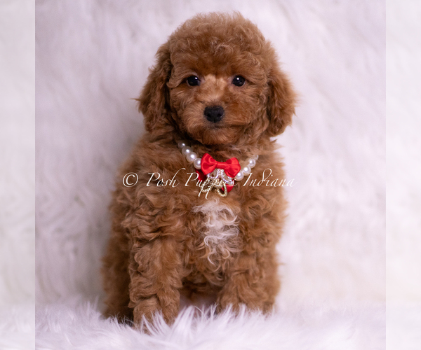 Medium Photo #44 Maltipoo (Miniature) Puppy For Sale in WARSAW, IN, USA