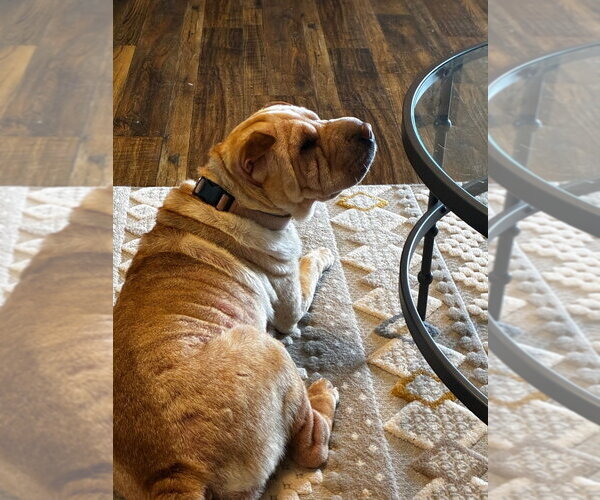 Medium Photo #2 Mutt Puppy For Sale in Claremore, OK, USA