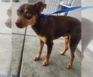 Chihuahua Dogs for adoption in Bakersfield, CA, USA