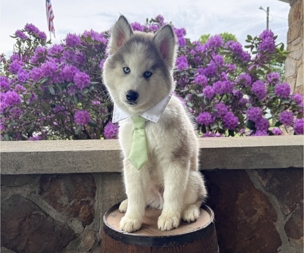 Medium Photo #9 Pomsky Puppy For Sale in VENUS, PA, USA
