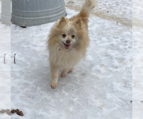 Medium Photo #1 Shiranian Puppy For Sale in CALLAO, MO, USA