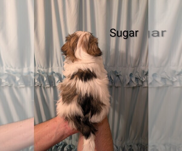 Medium Photo #2 Shih Tzu Puppy For Sale in RIVERSIDE, CA, USA