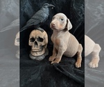 Small Photo #44 Doberman Pinscher Puppy For Sale in YUCCA VALLEY, CA, USA