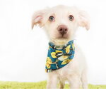 Small #2 Chihuahua Mix