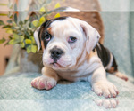 Small #1 Beabull