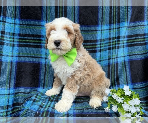 Medium Photo #4 Cock-A-Poo Puppy For Sale in LAKELAND, FL, USA