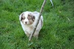Small Photo #9 Miniature Australian Shepherd Puppy For Sale in MOUNT VERNON, WA, USA