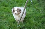 Small #8 Miniature Australian Shepherd