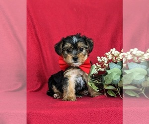 Medium Shorkie Tzu