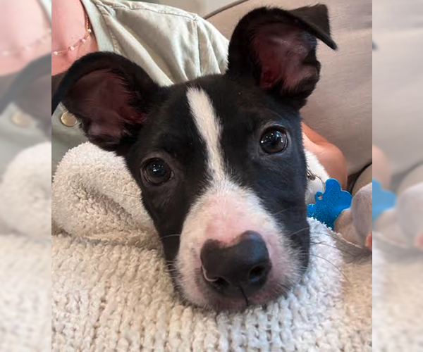 Medium Photo #1 Border Collie-Unknown Mix Puppy For Sale in Plainfield, IL, USA