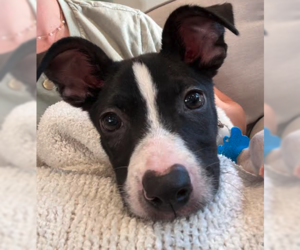 Charlie - Female Border Collie-Unknown Mix Dog for Adoption
