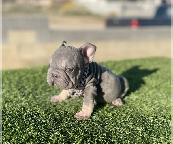 Medium Photo #8 French Bulldog Puppy For Sale in WEST HOLLYWOOD, CA, USA