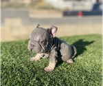 Small #7 French Bulldog