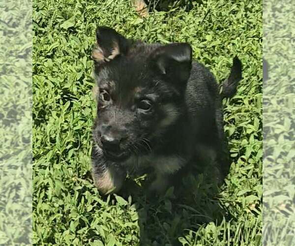 Medium Photo #1 German Shepherd Dog Puppy For Sale in RIGA, MI, USA