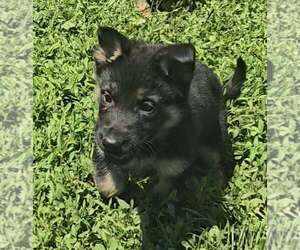 German Shepherd Dog Puppy for sale in RIGA, MI, USA