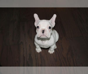 French Bulldog Puppy for sale in HOUSTON, TX, USA