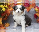 Puppy 5 Miniature Australian Shepherd