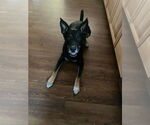 Small #6 Australian Shepherd-German Shepherd Dog Mix