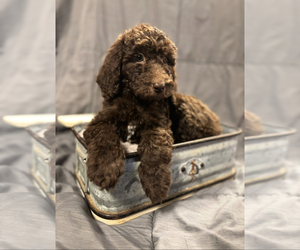 Goldendoodle Puppy for sale in PENSACOLA, FL, USA