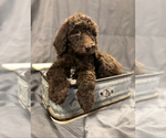 Small Goldendoodle