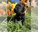 Image preview for Ad Listing. Nickname: Lab puppies