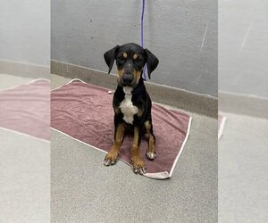 Rottweiler-Unknown Mix Dogs for adoption in Las Vegas, NV, USA
