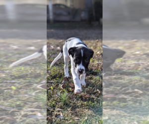 American Pit Bull Terrier-American Staffordshire Terrier Mix Puppy for sale in MURFREESBORO, TN, USA