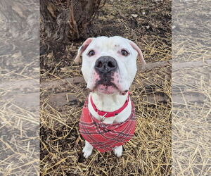 Bullypit Dogs for adoption in Techny, IL, USA