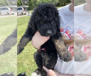 Bernedoodle-Poodle (Standard) Mix Puppy for sale in LIBERTY, KY, USA