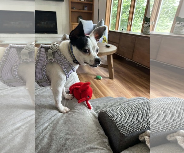 Medium Photo #3 Chihuahua Puppy For Sale in St. Louis Park, MN, USA